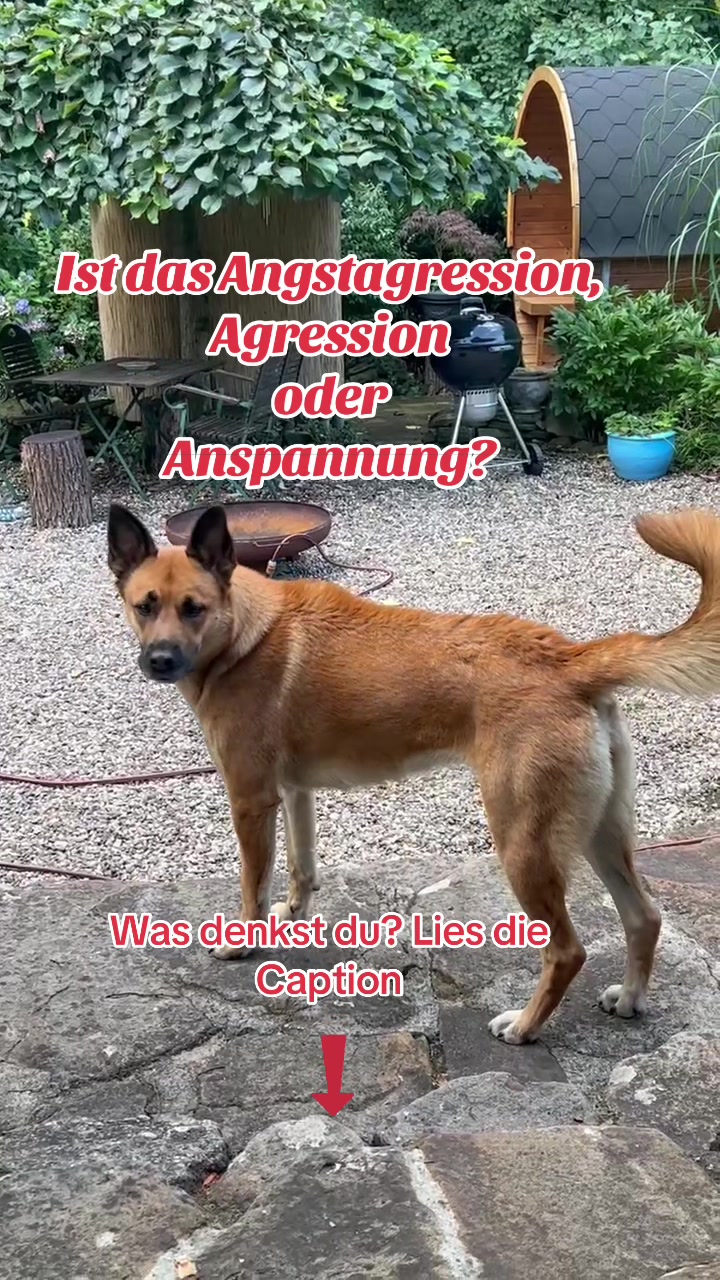 @INSAbenteuerHund