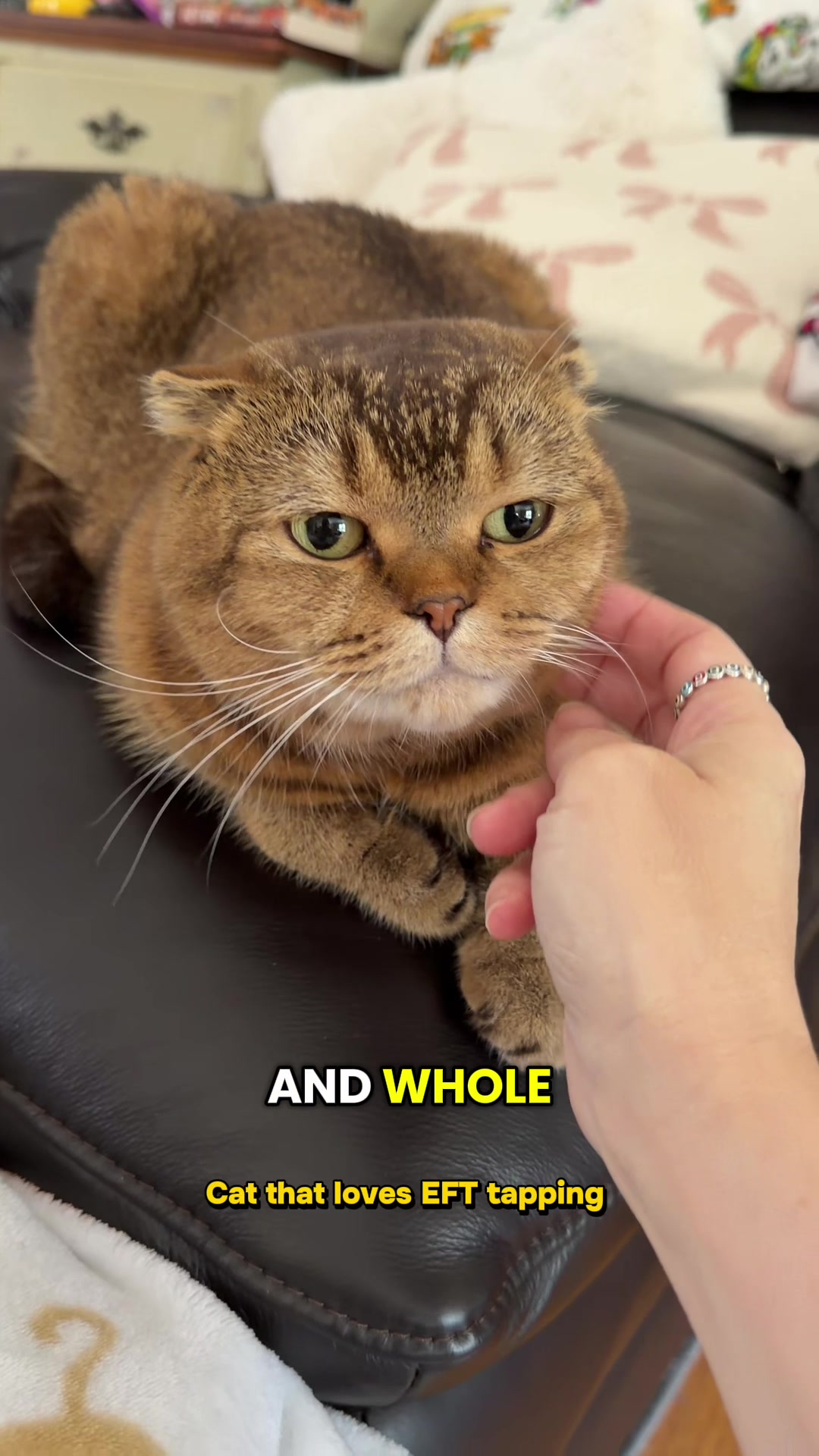 @Ambrosepets
