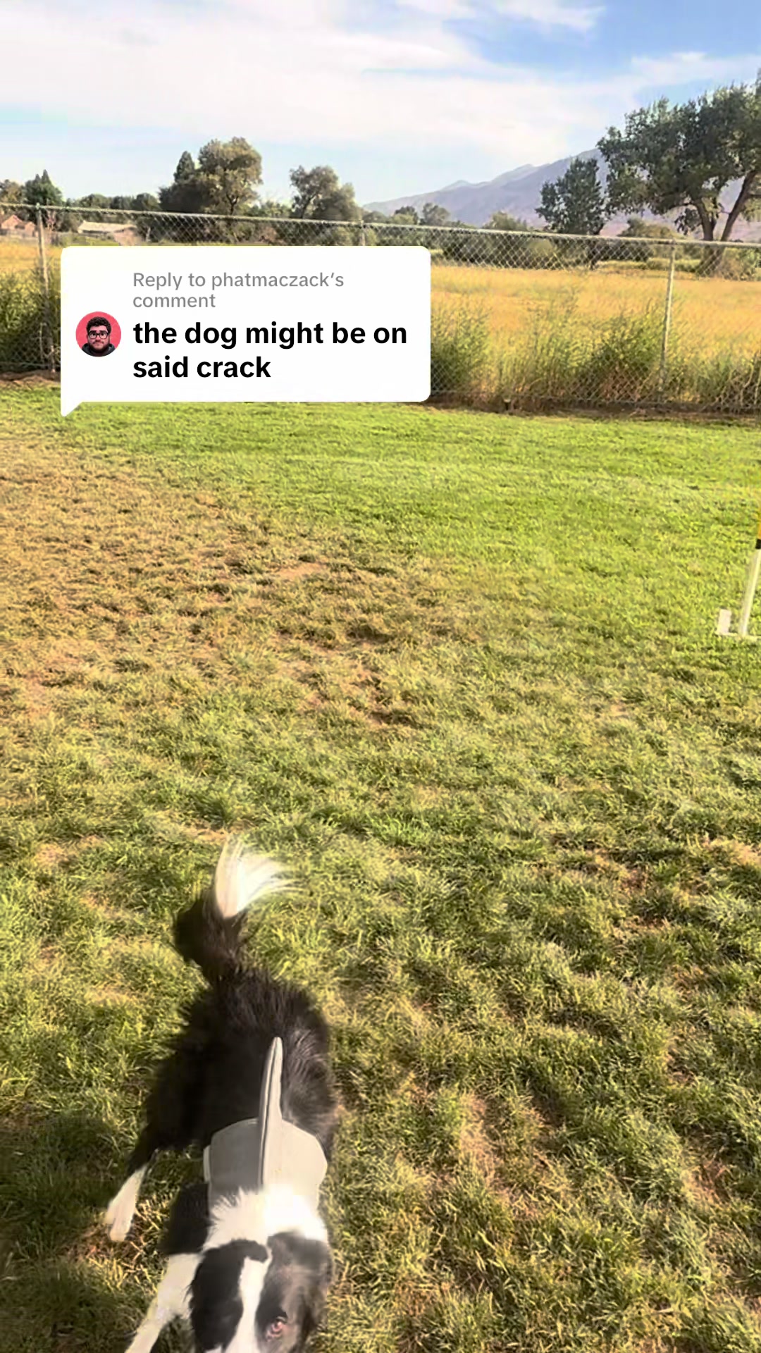 @Made_by_Dog