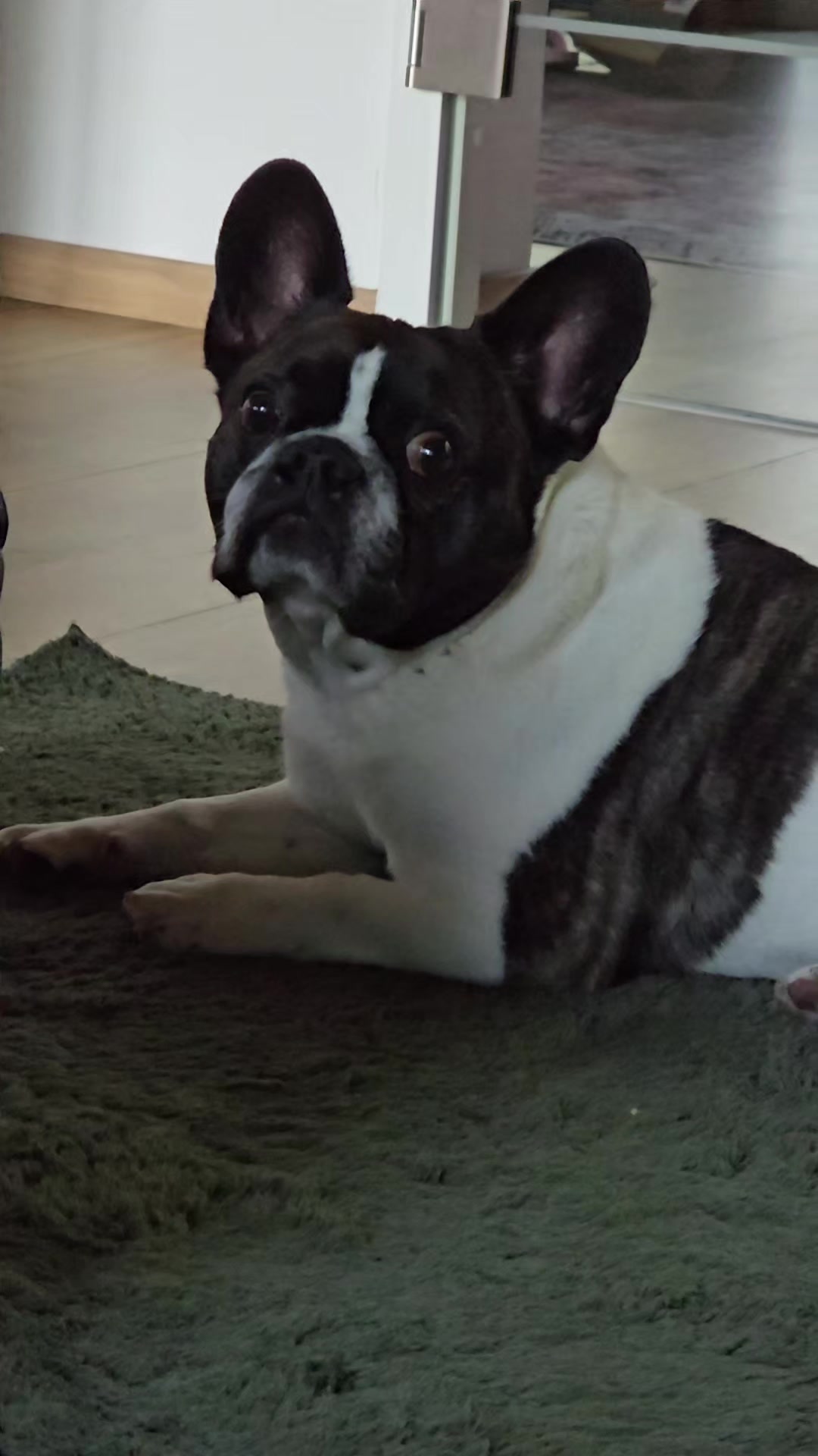@Kylo und Samy 💙💙🐶🐕🍀🍀