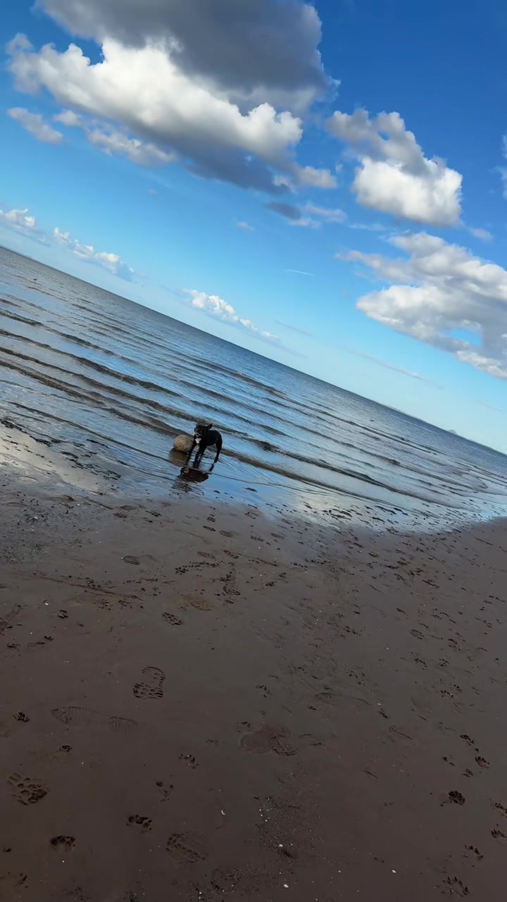 @Gizmo the frenchie & my humans