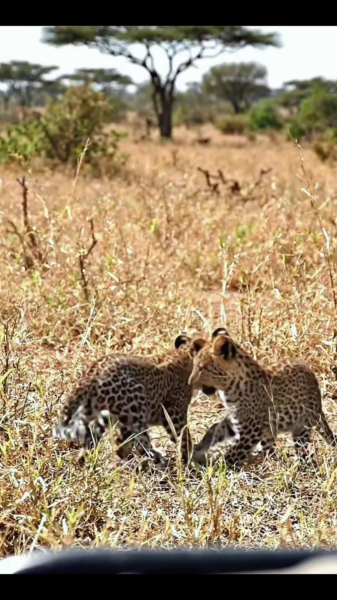 @SafariAnimalsHub