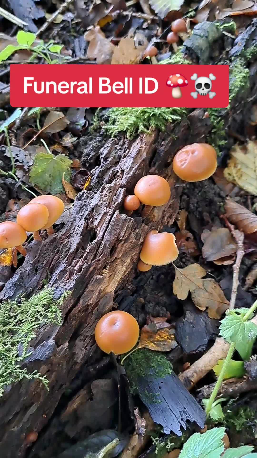 @Wild_About_the_Woods