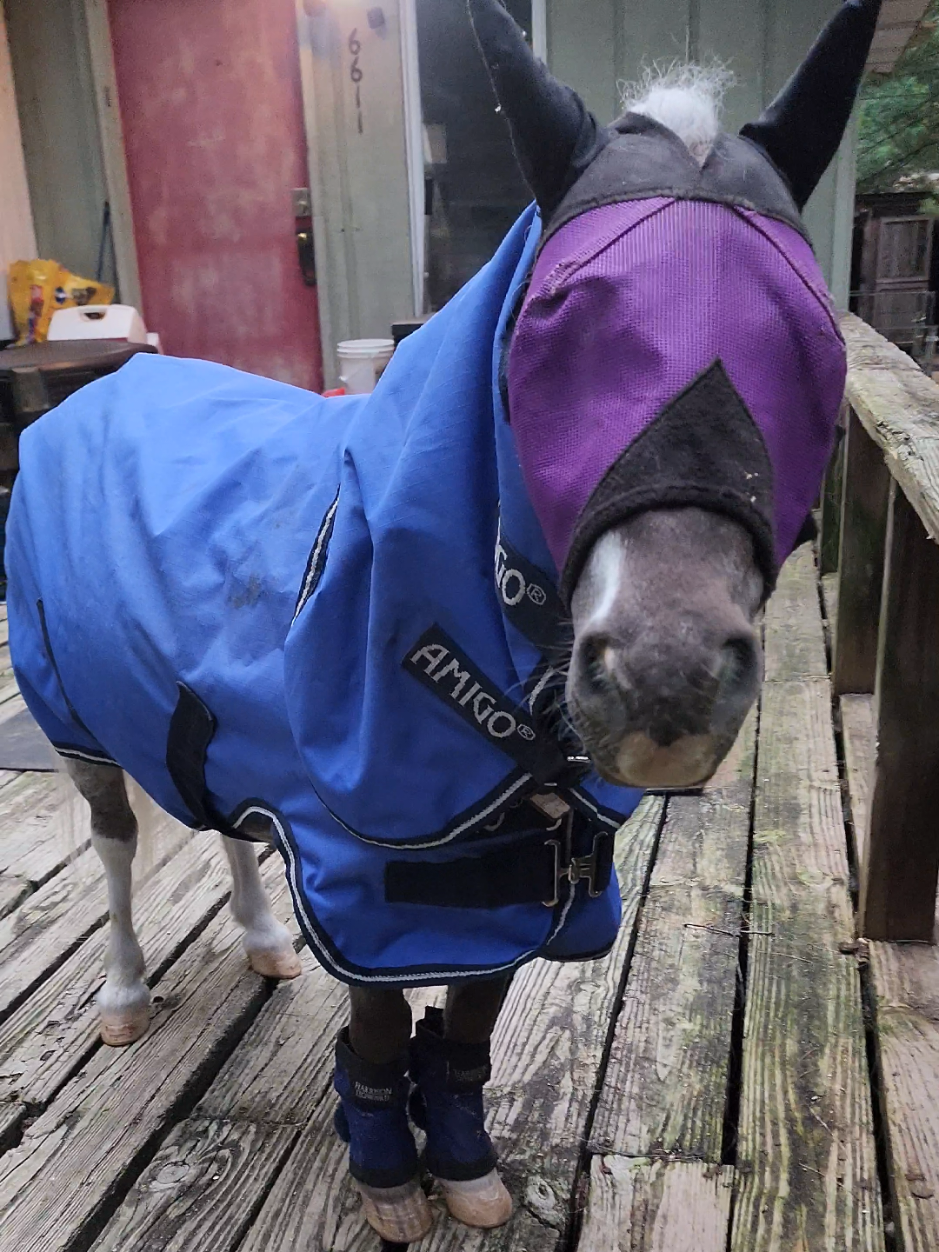 @minihorsemomandtrainer🐴🐴🐴🐴