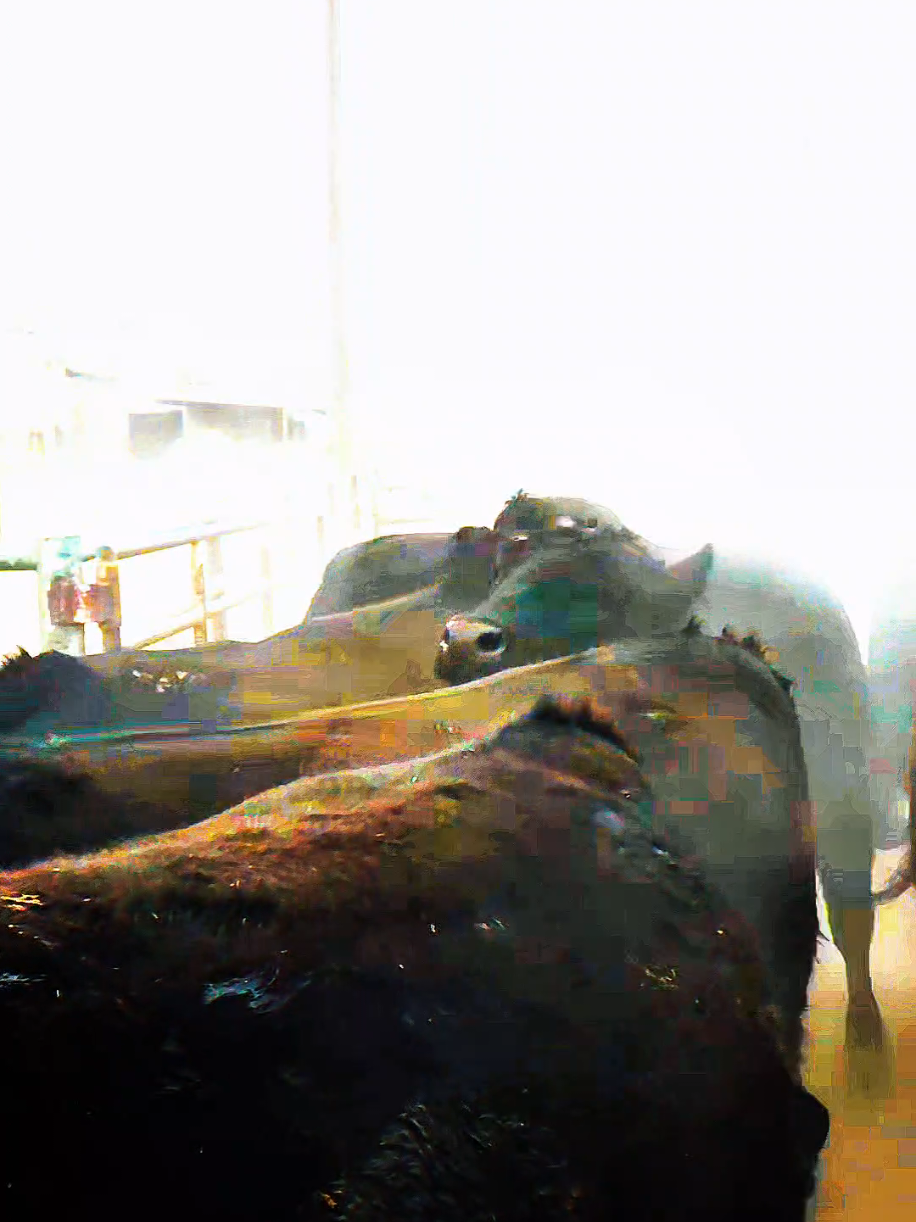 @BigBoss💪🤠🌙🐂🐂🐂