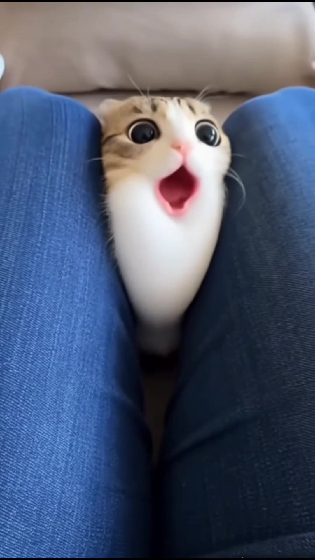 @TheRealMeowl