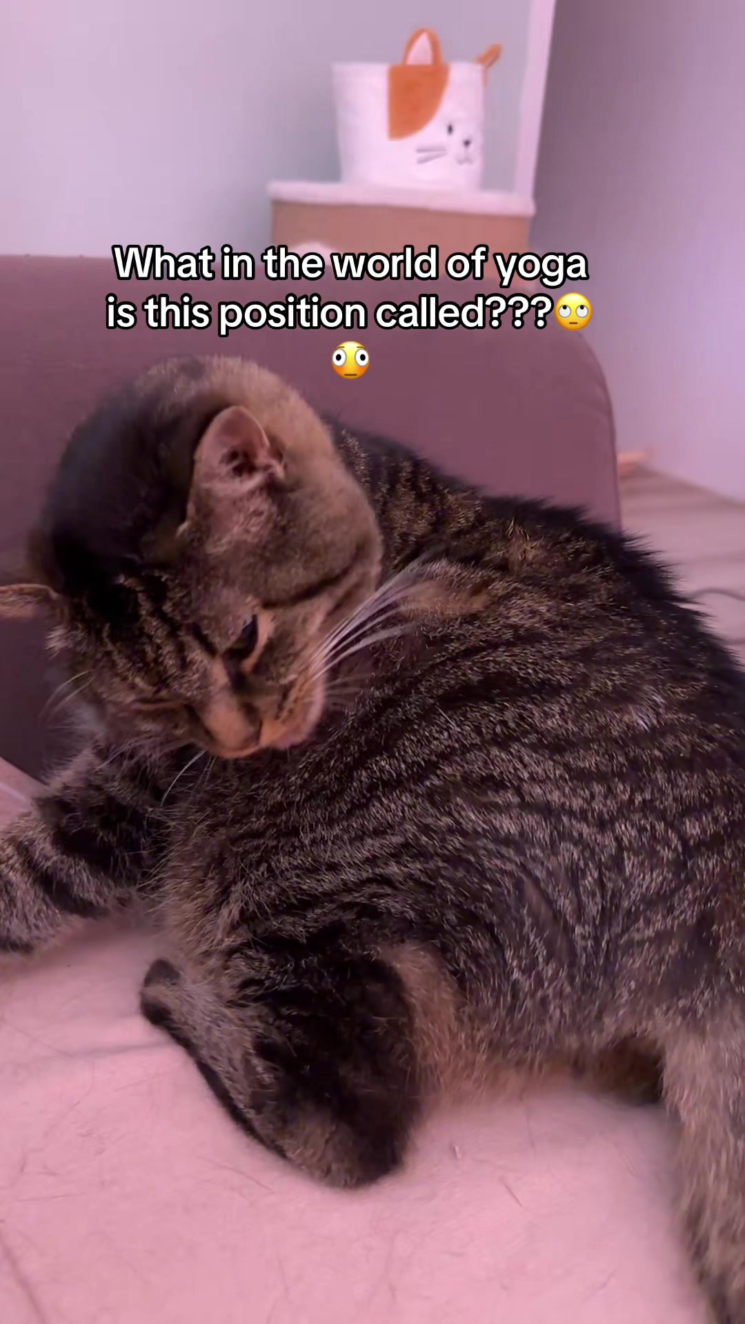 @Joep_the_ rescuecat