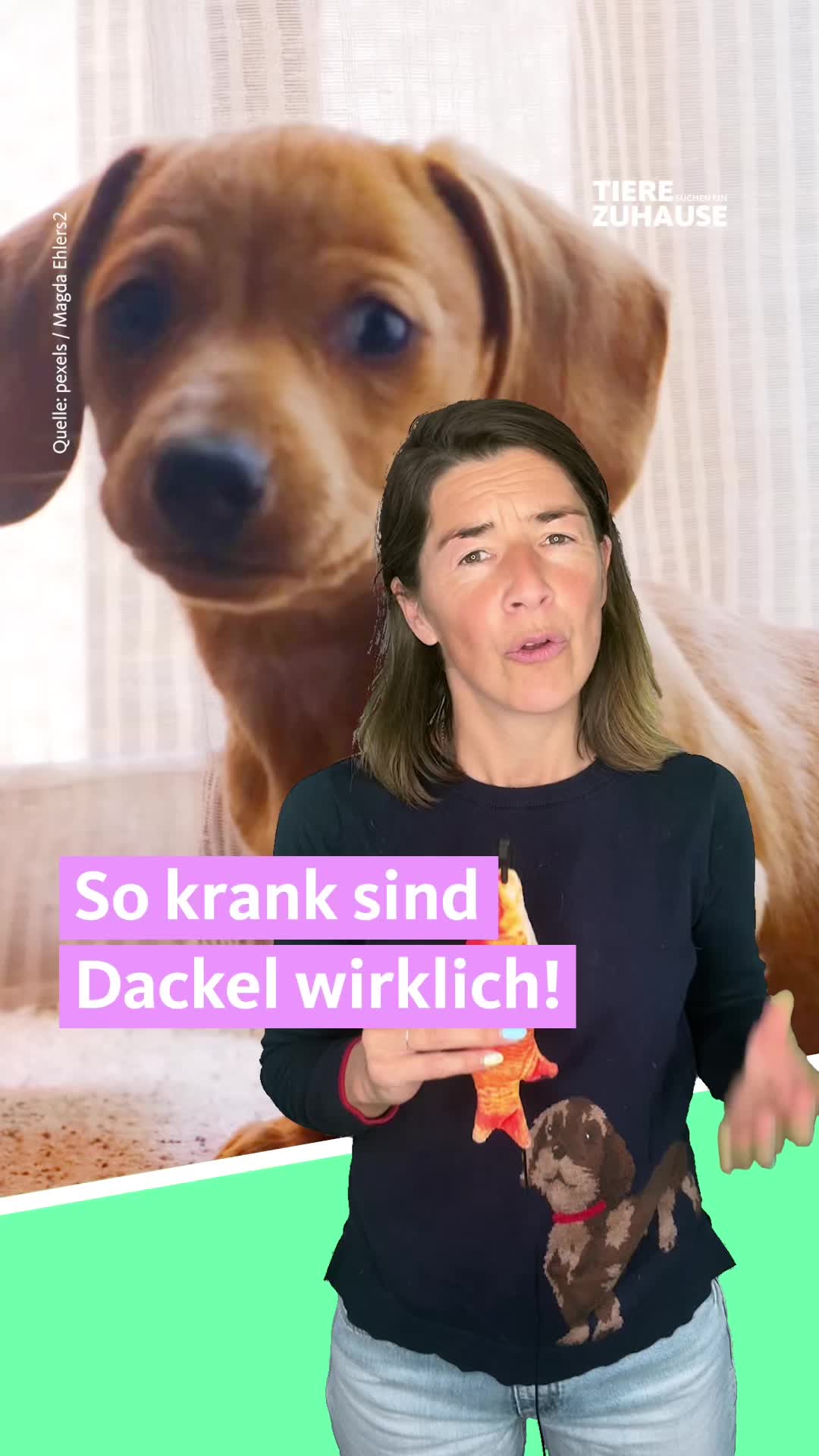 @Tiere suchen ein Zuhause