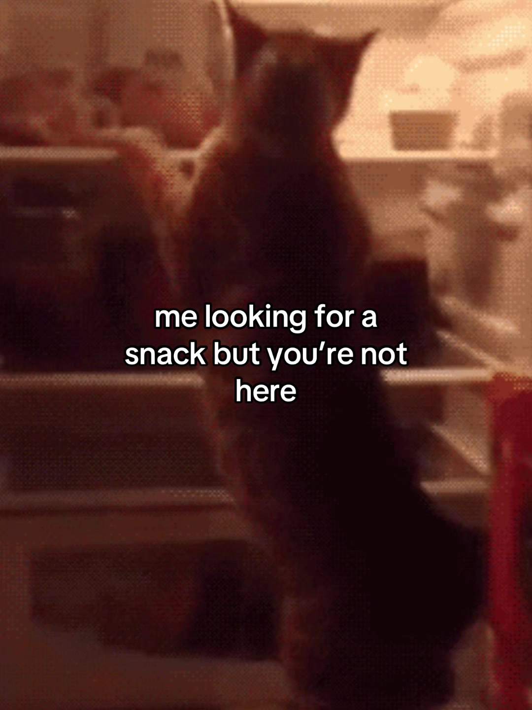 @Alice.cattok