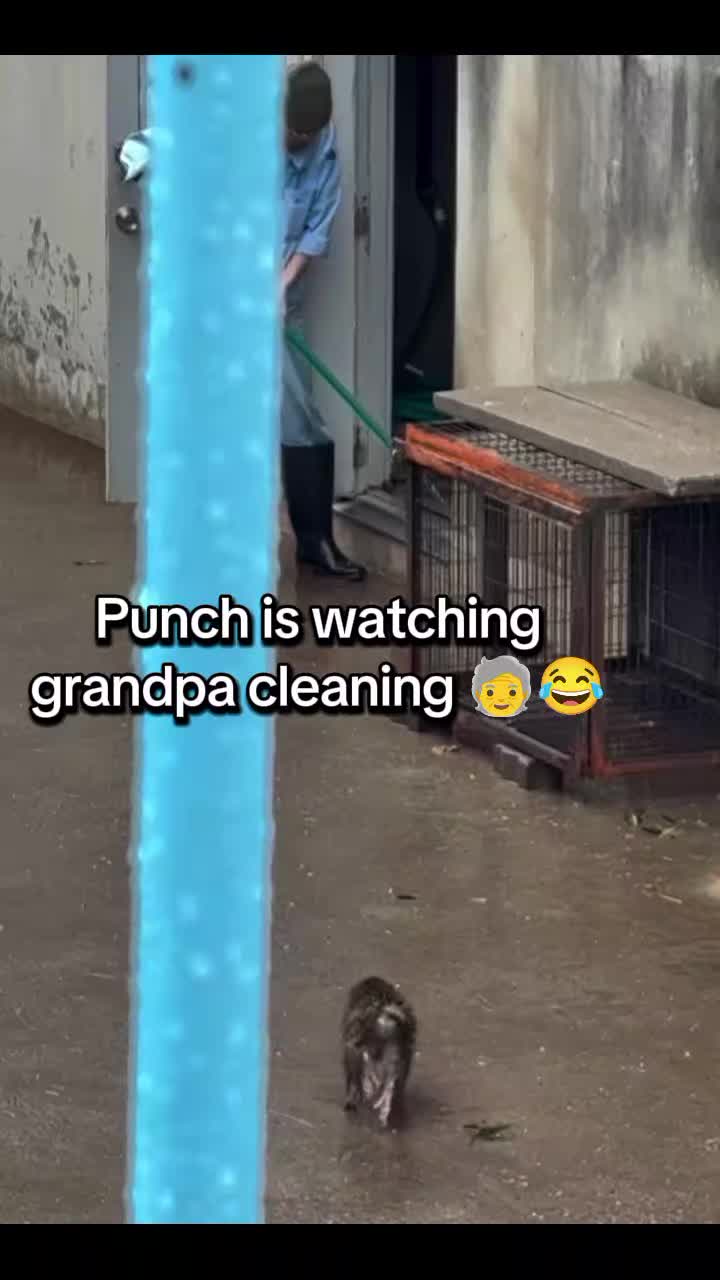 @Thepunchmonkey.com