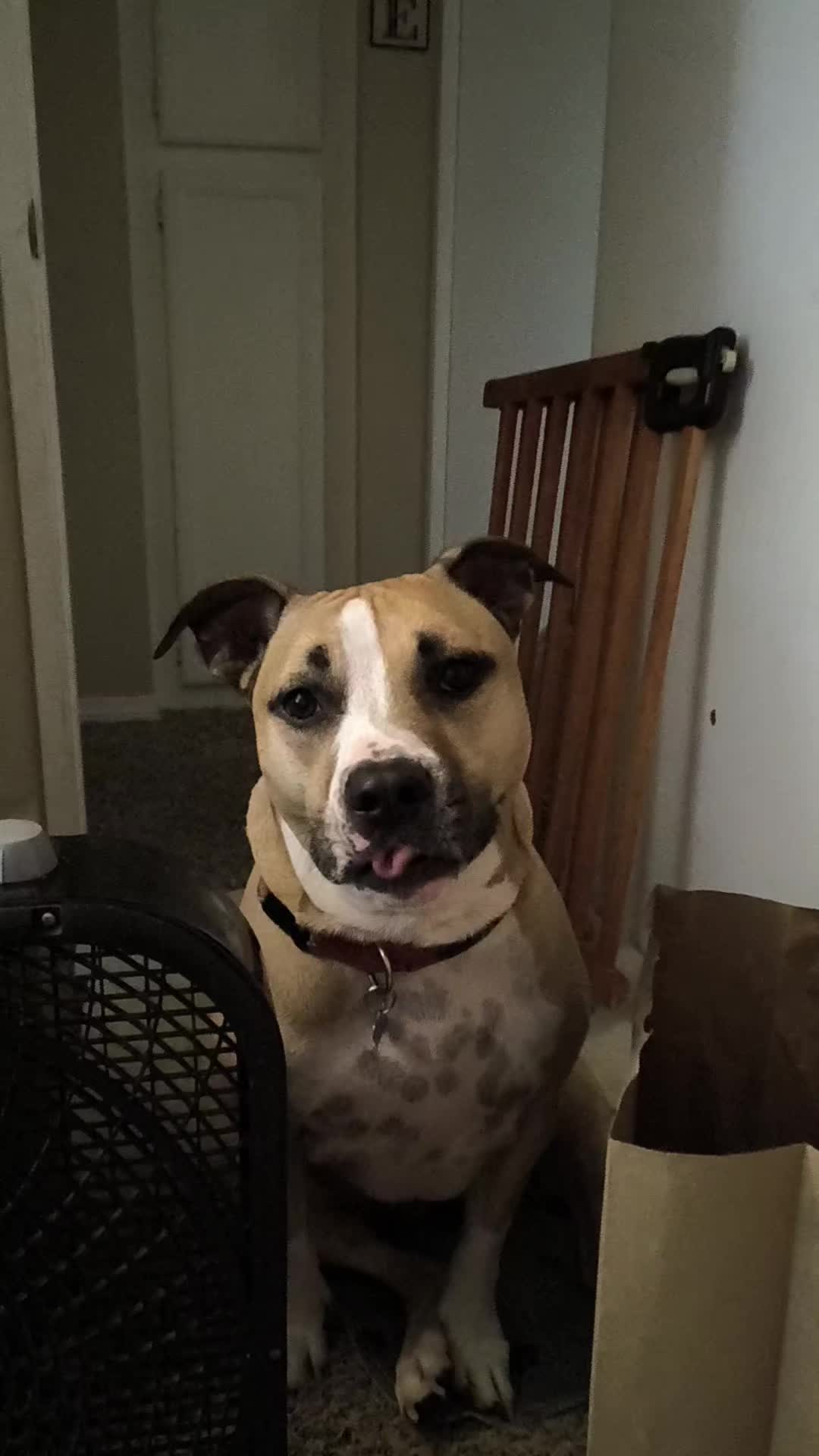 @RingDoorBellVideos