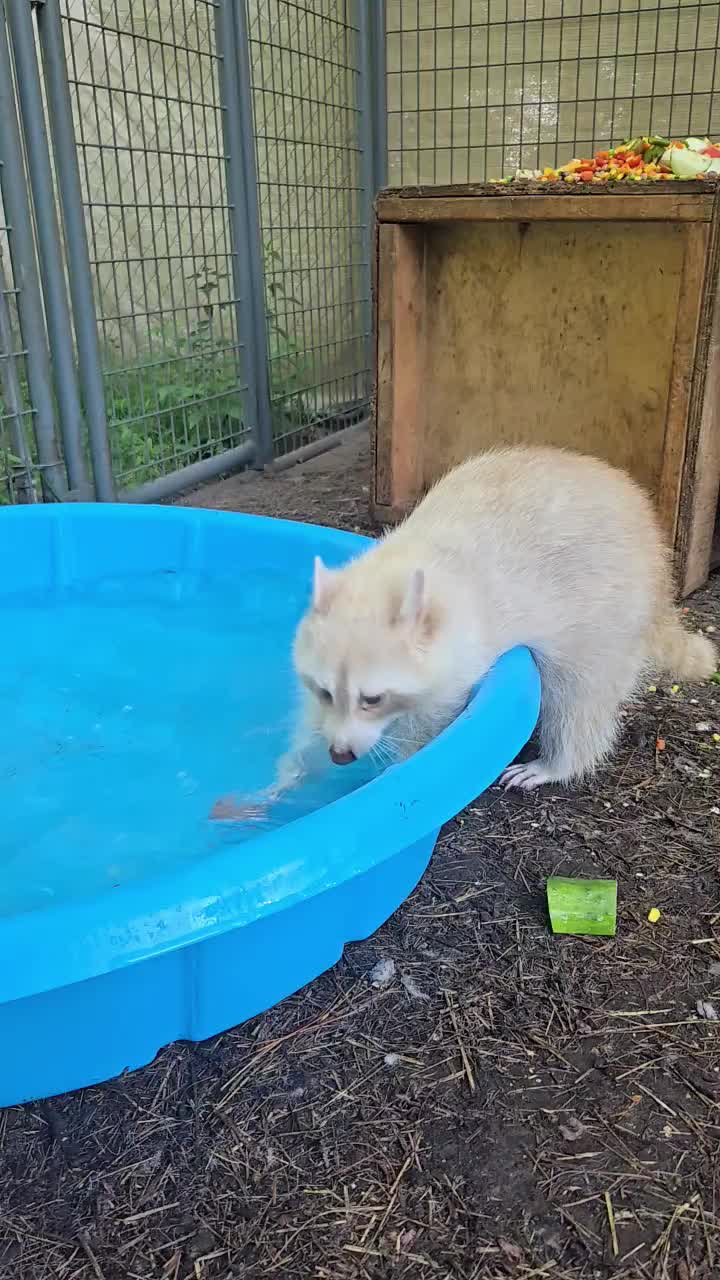 @My Little Exotic Zoo