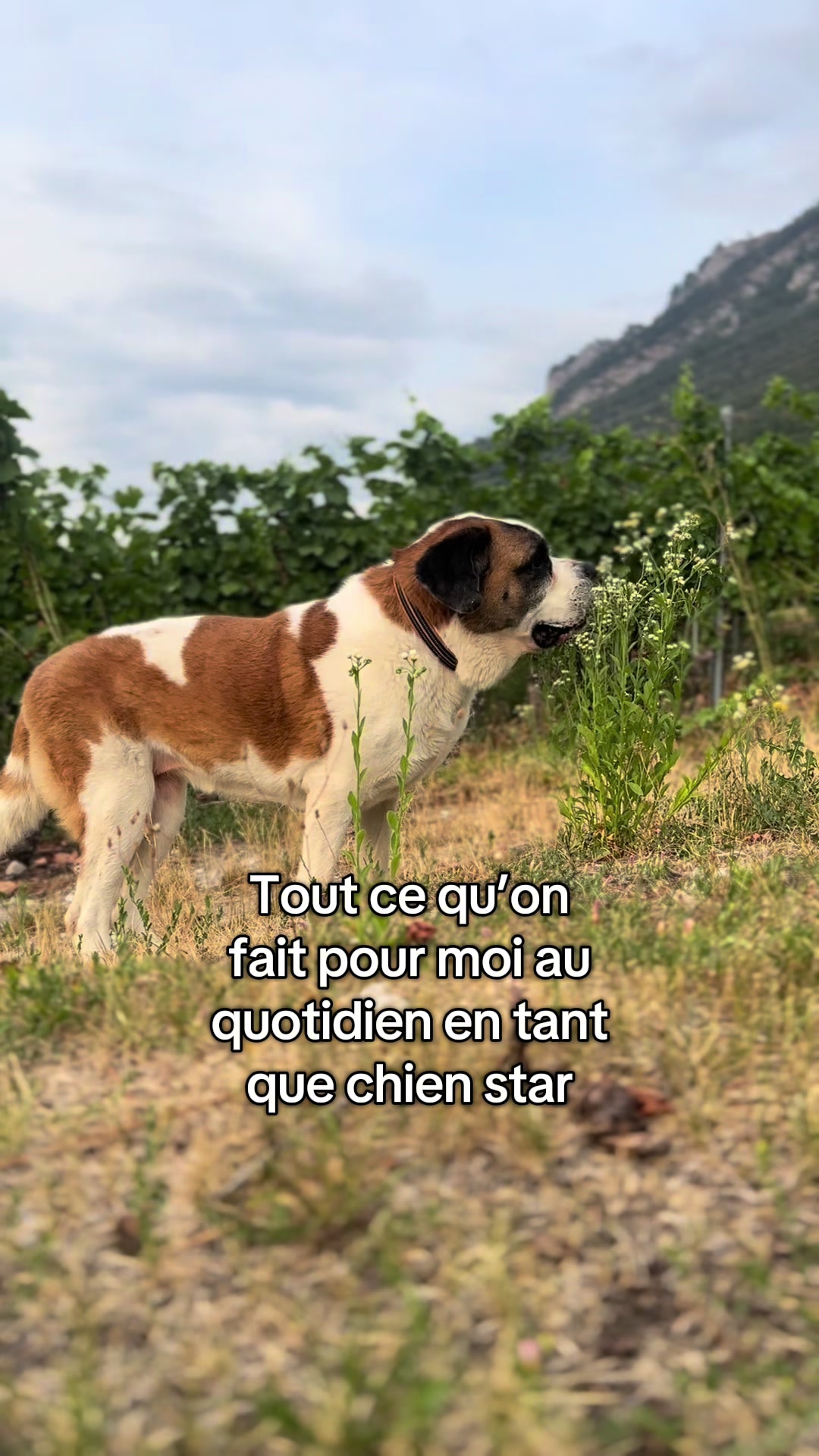 @Xena le St Bernard