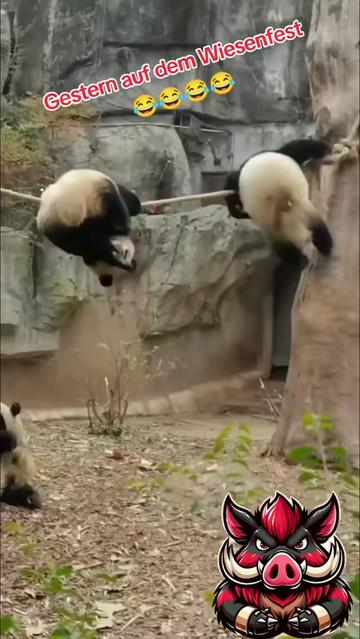 @🐗Fr&auml;nkischer-Rampen- Eber🐗