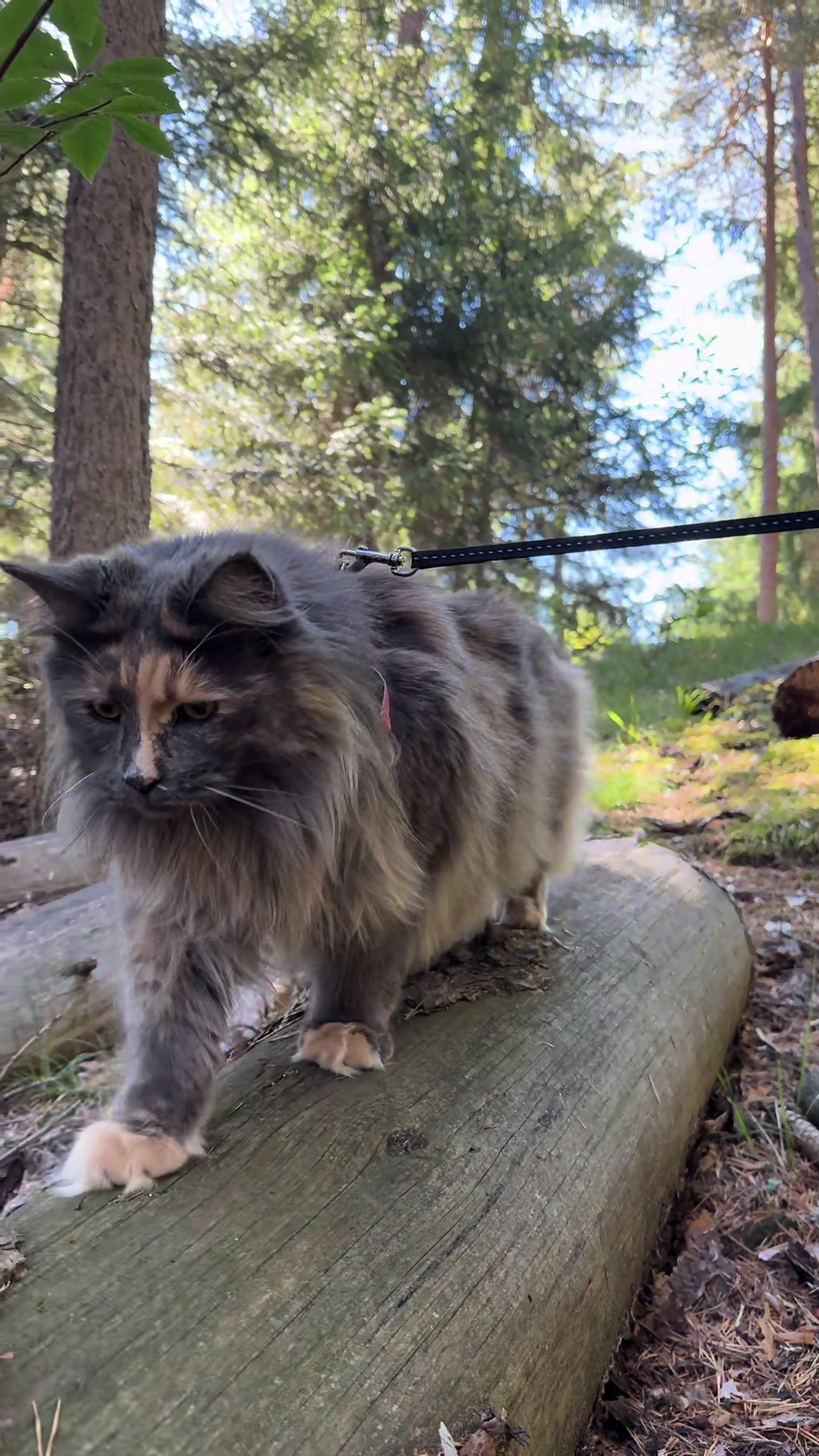 @Mike e Mendy Maine Coon
