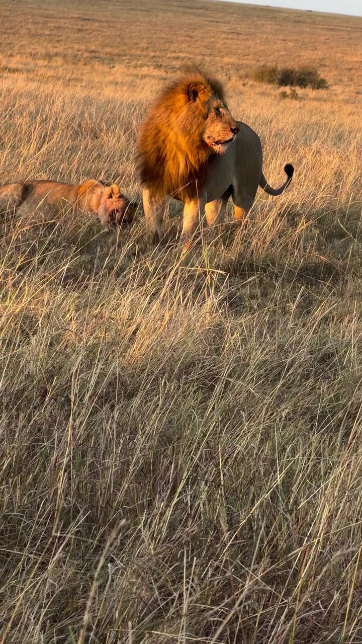 @lion_world5