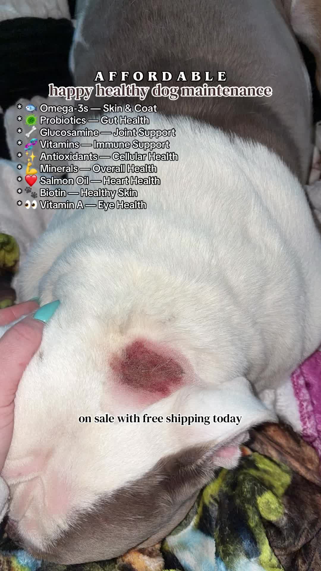 @kai&bull;thedogmother🐾