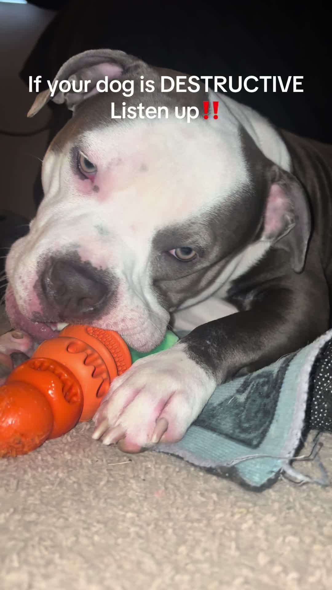 @rhino_finds