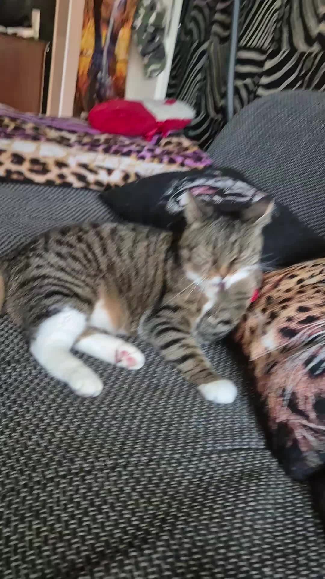 @Fluffy Cat