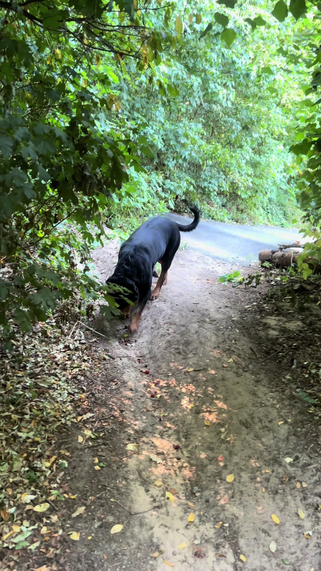 @Lucifer_Rottweiler