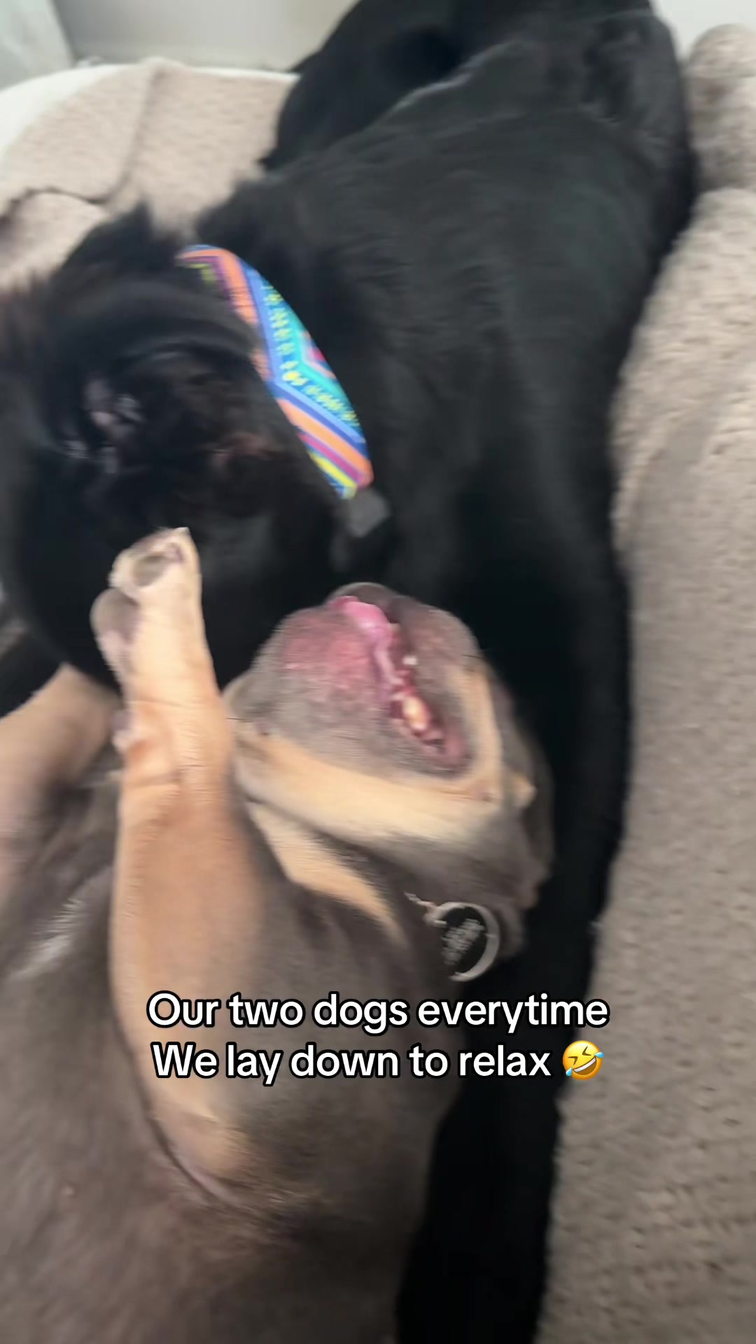 @LivinWithLevi