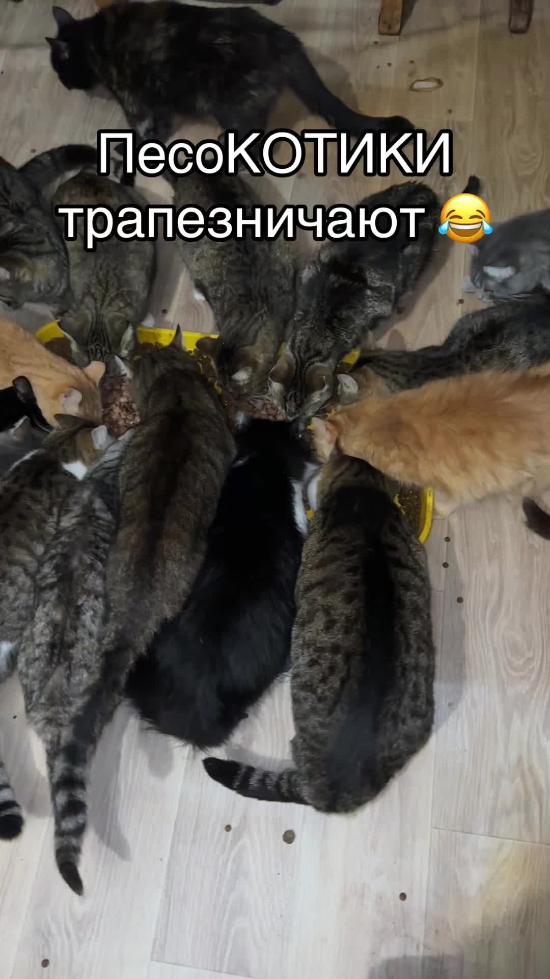 @Директор «Песокот»250🐈🐶
