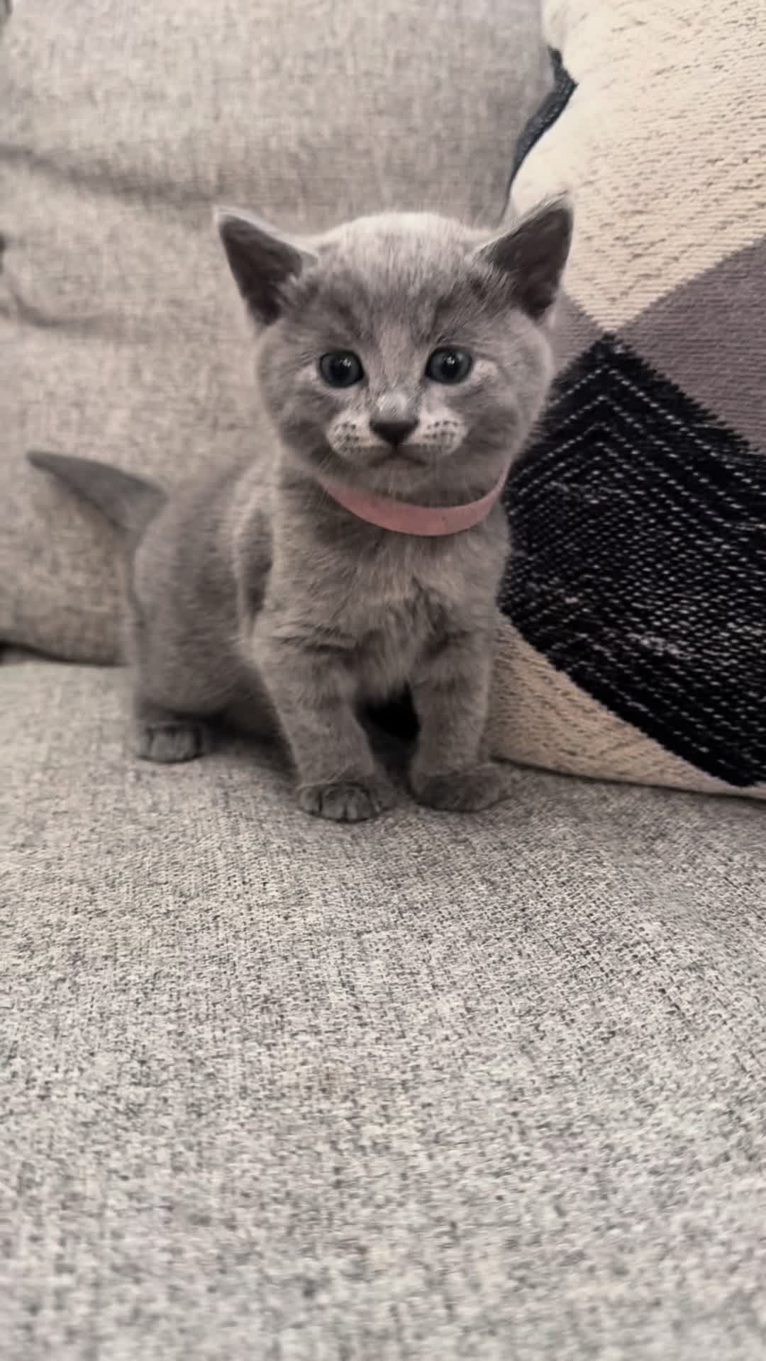 @LotsOfCat