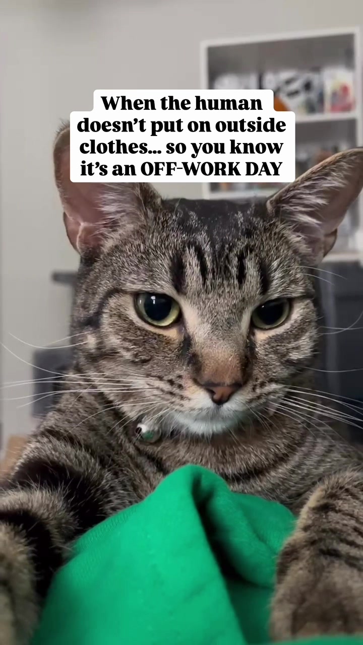 @Pepper the Rescue Cat 🐈⬛