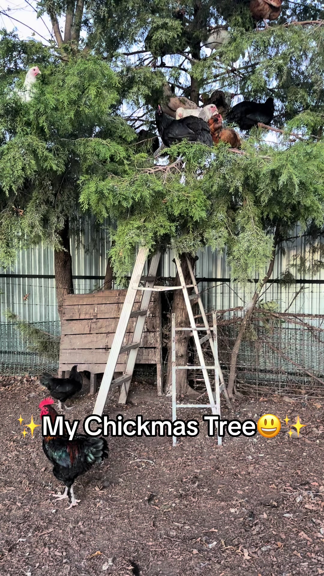 @NonniesFunnyFarm
