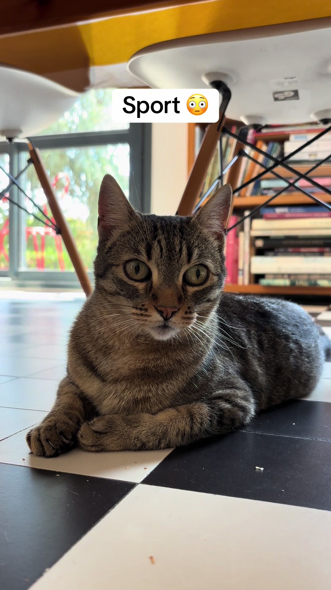 @Bulle la chatte 🐈