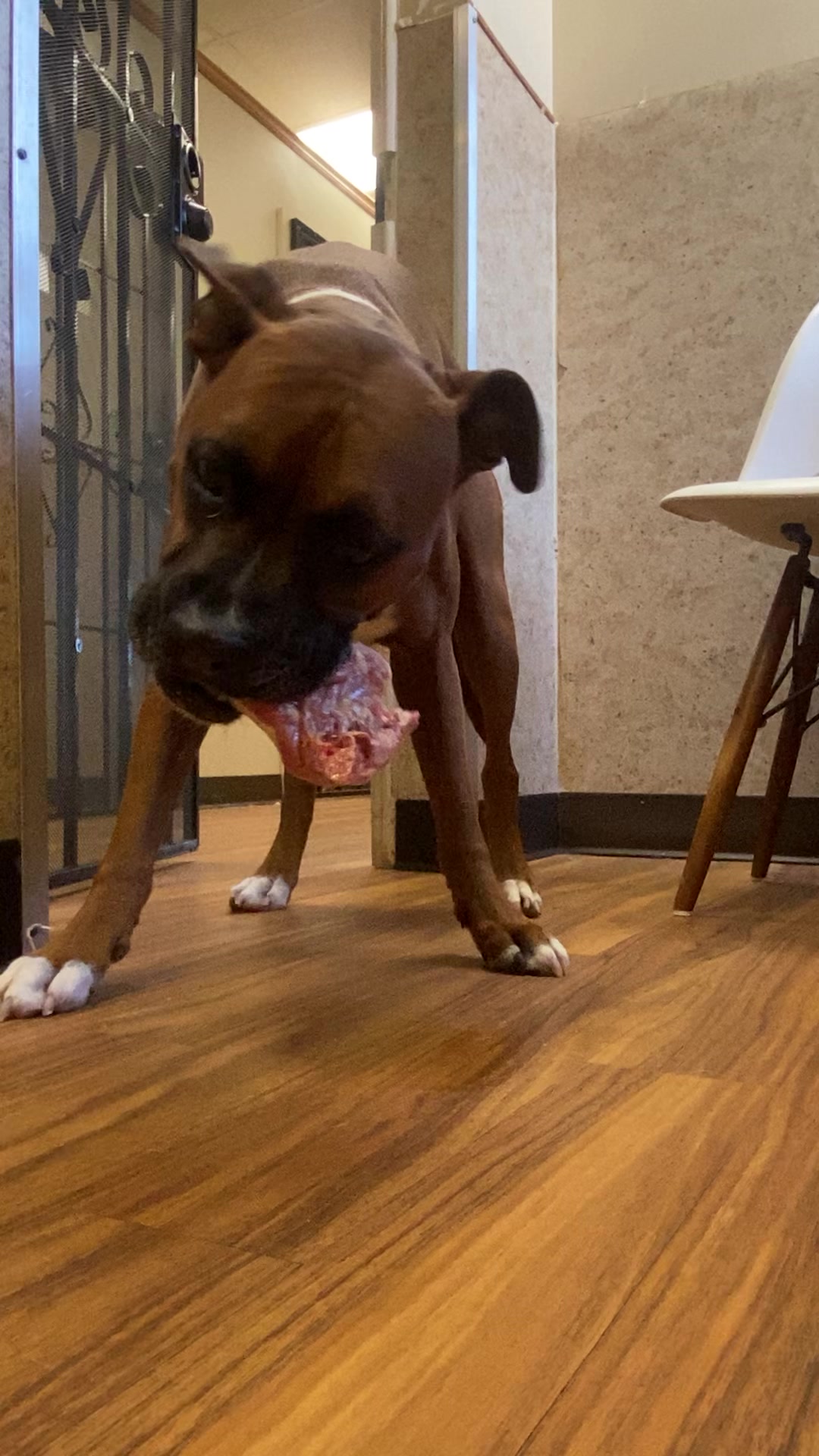 @Clyde the Boxermix