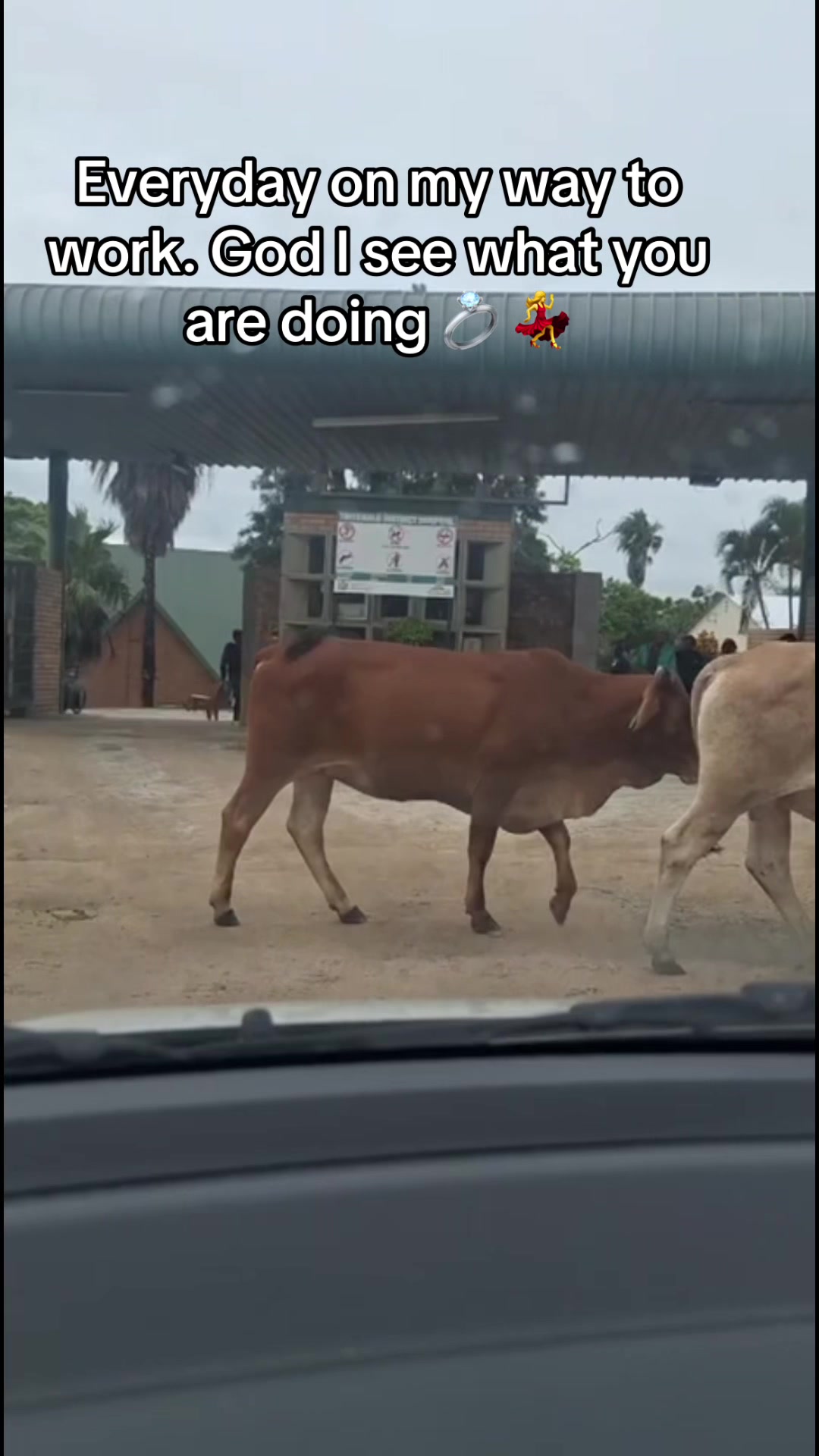 @Dr Eve