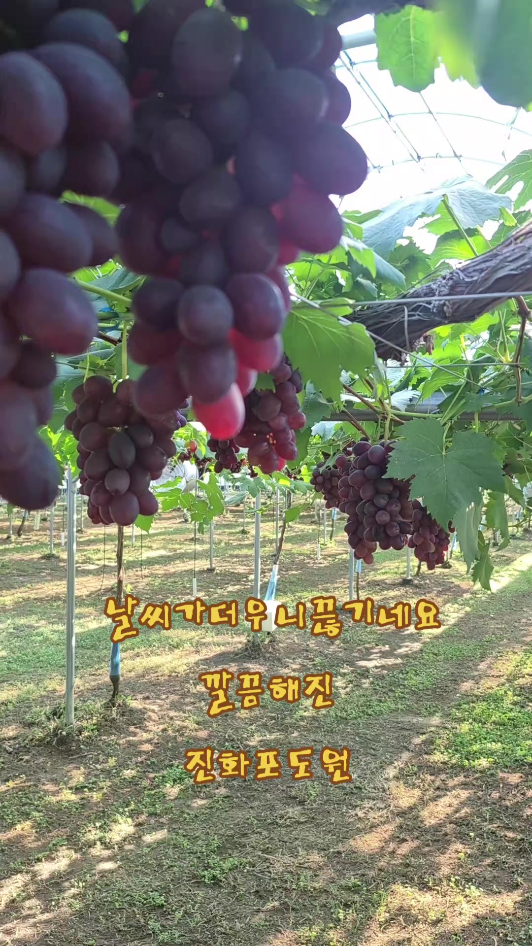 @진화포도원