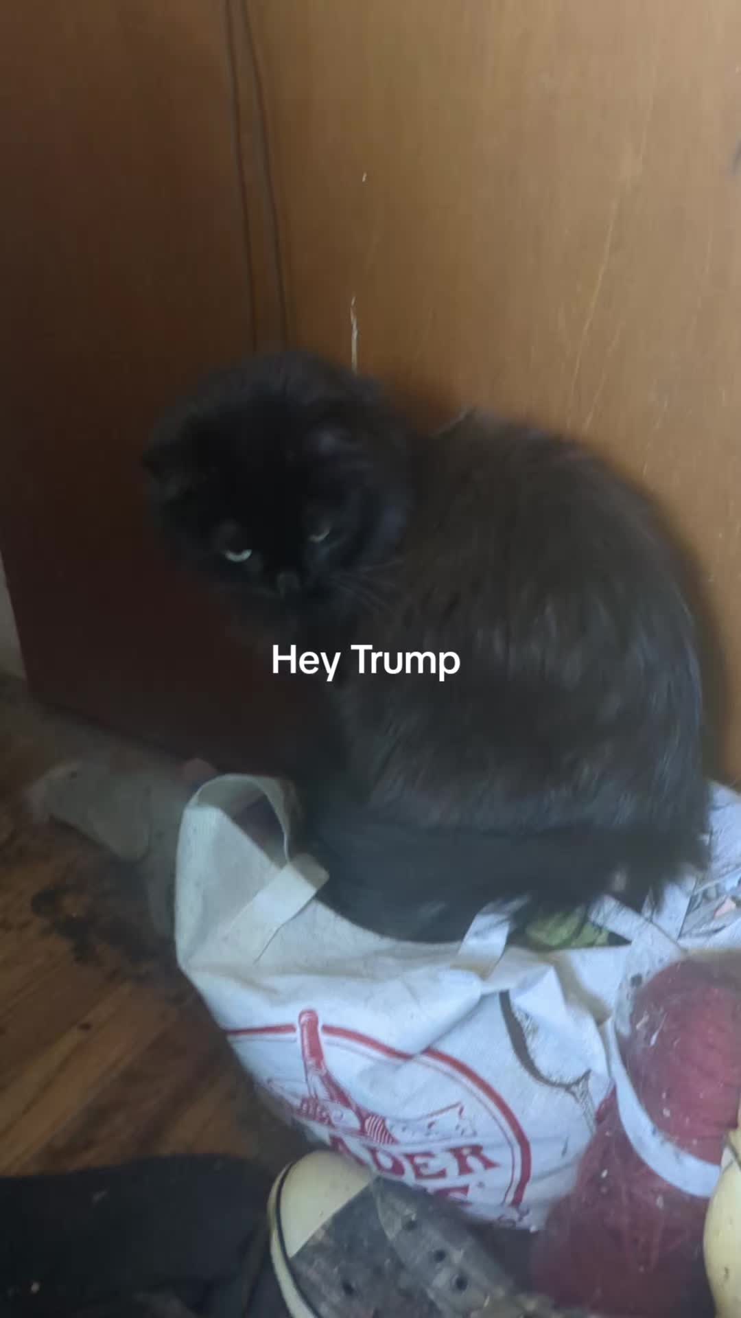 @some cats and their mama