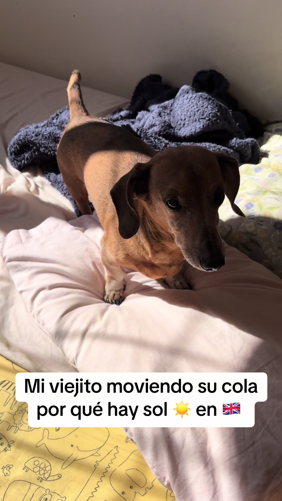 @Chilena Petite