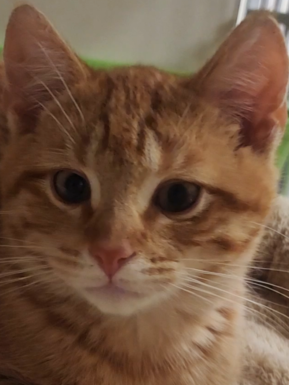 @Protectors of Animals CT