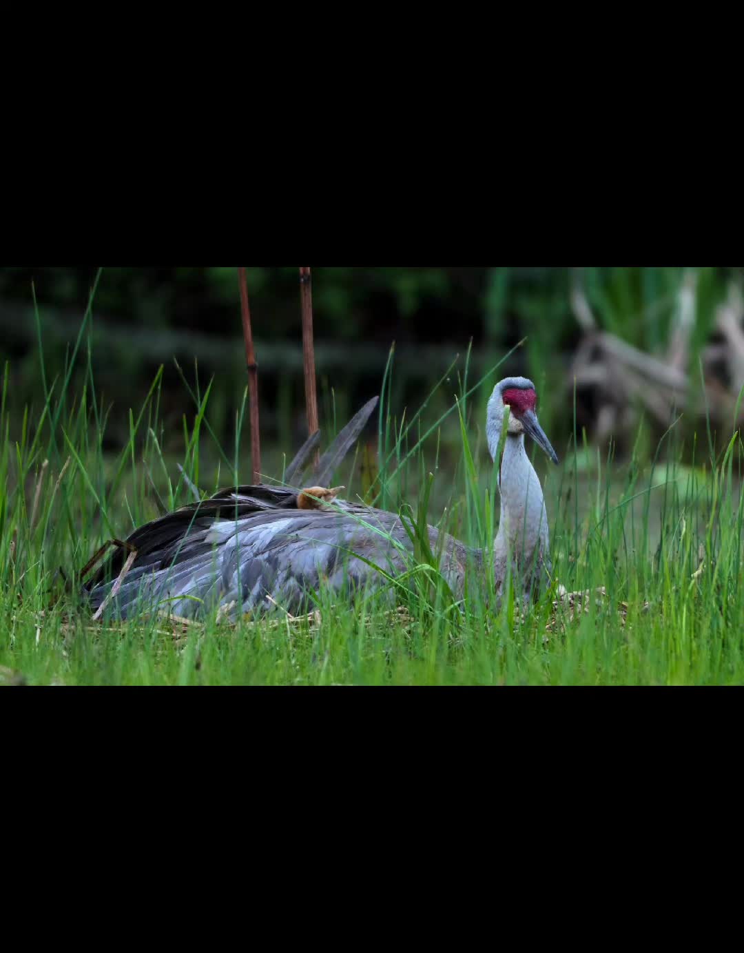 @Josue_wildlife_photography86