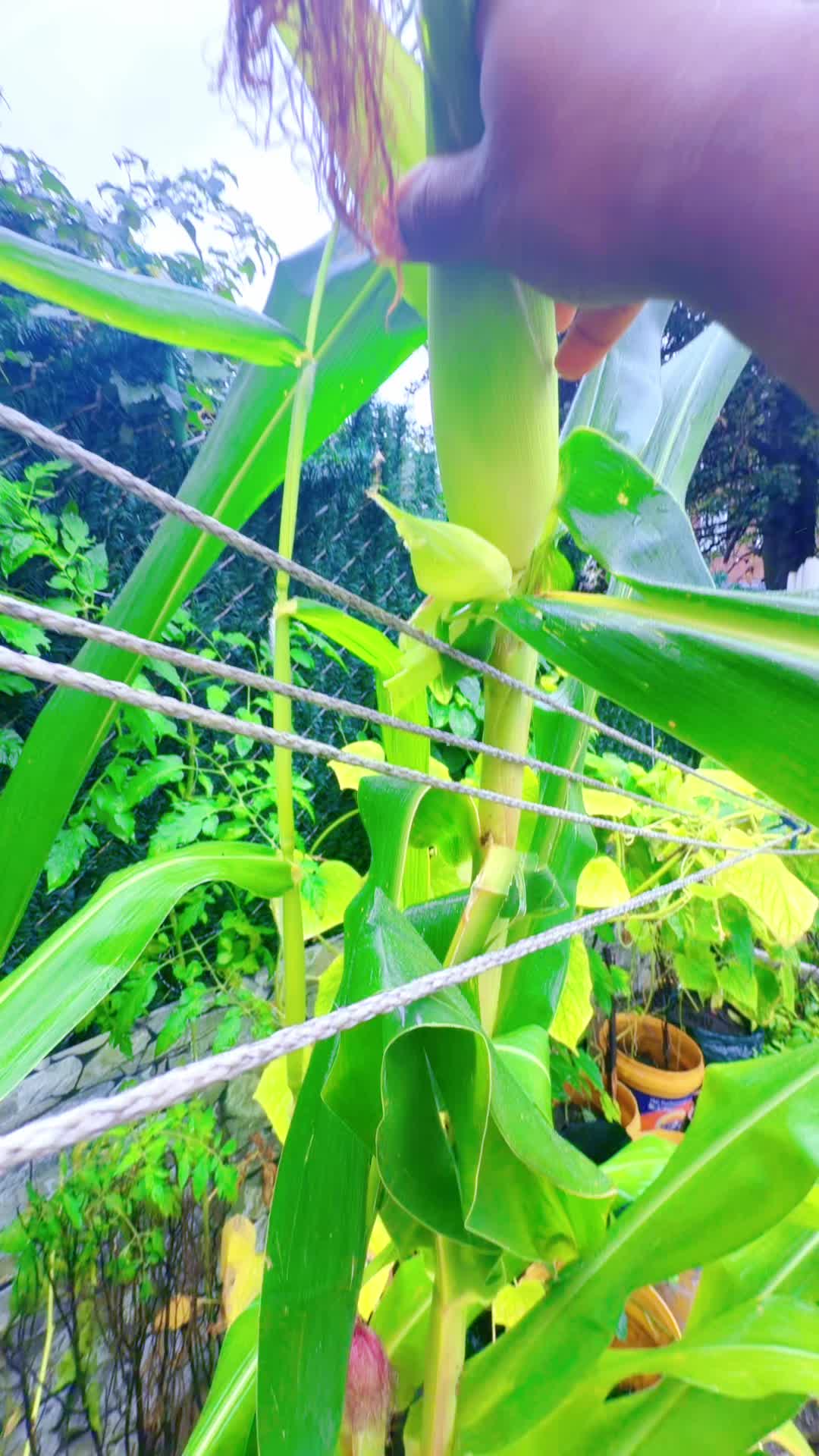 @Gracefully farm land
