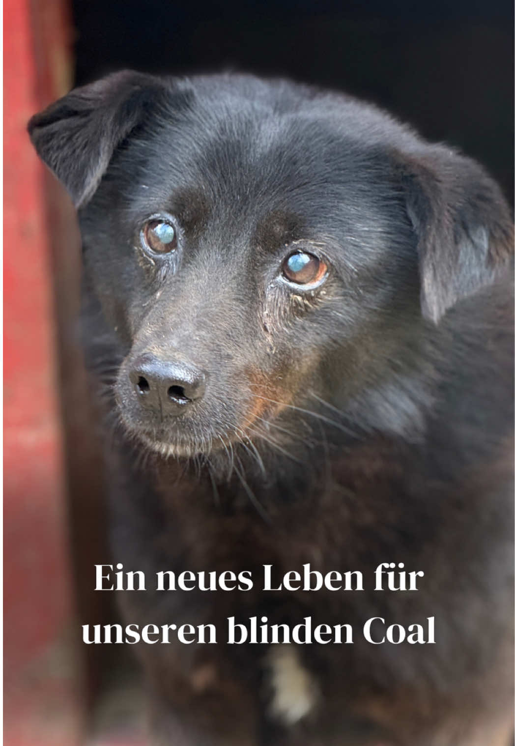 @SpecialDogs e.V.