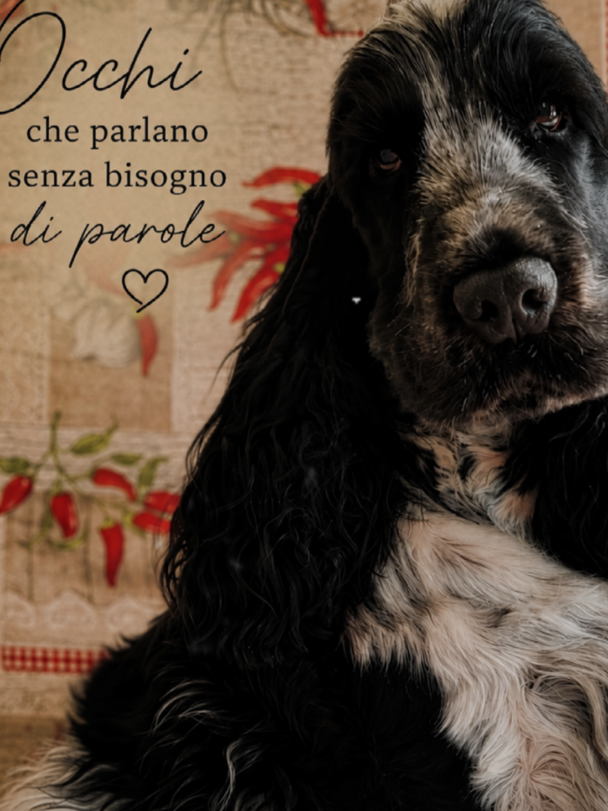 @Passione Cocker ๐พ