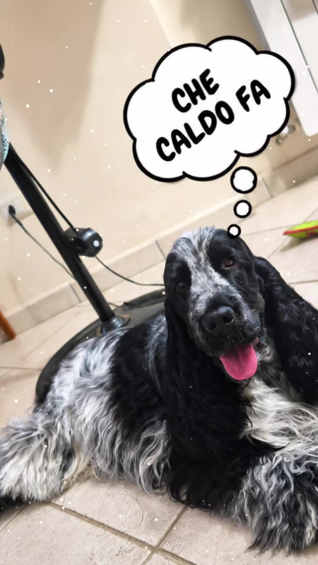 @McCocker EnglishCockerSpaniel