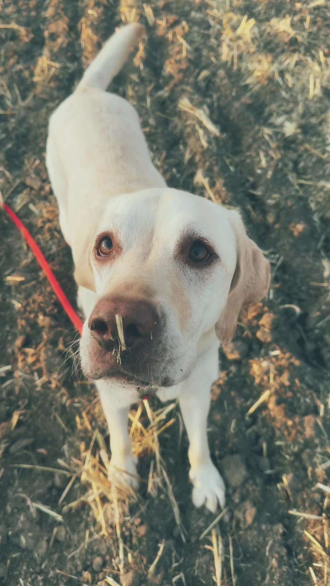 @harzerhunde