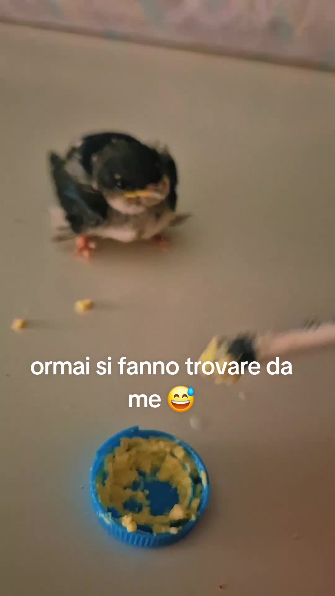 @Isabella Germanò