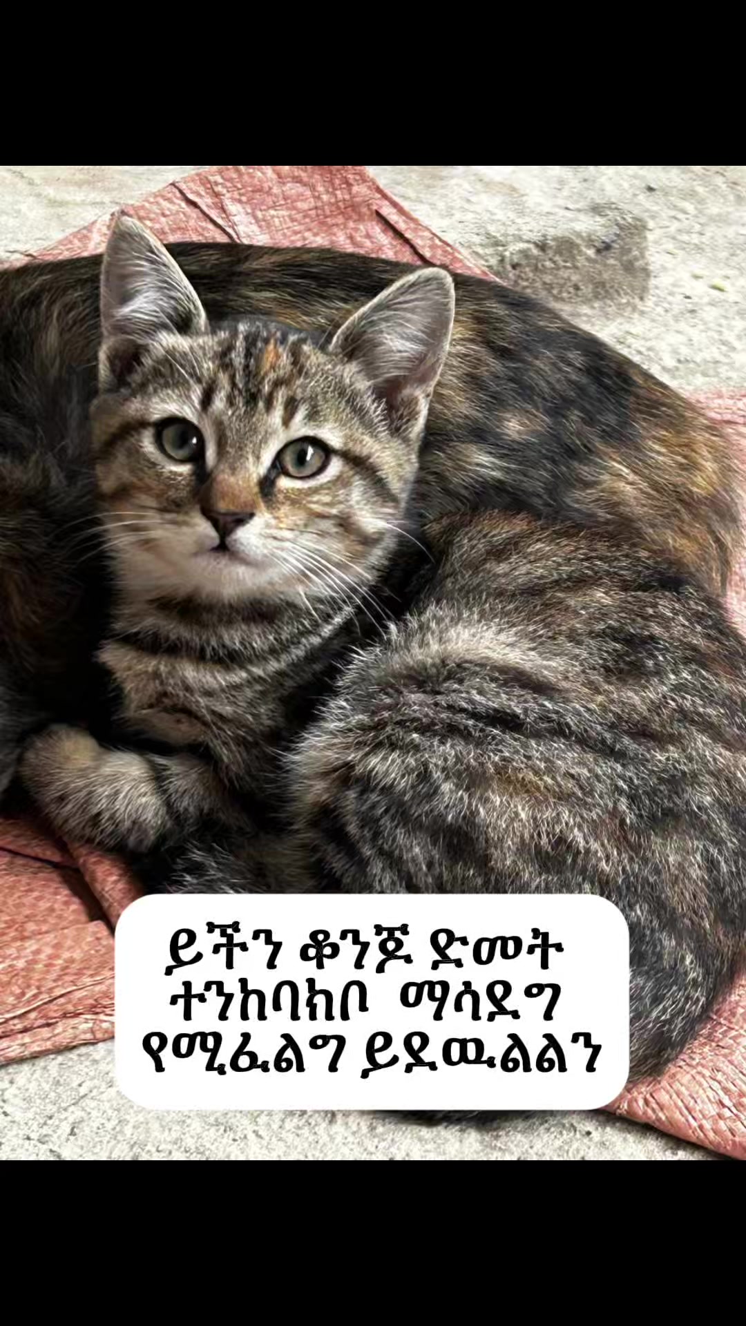 @Hachiko_Vet_Clinic