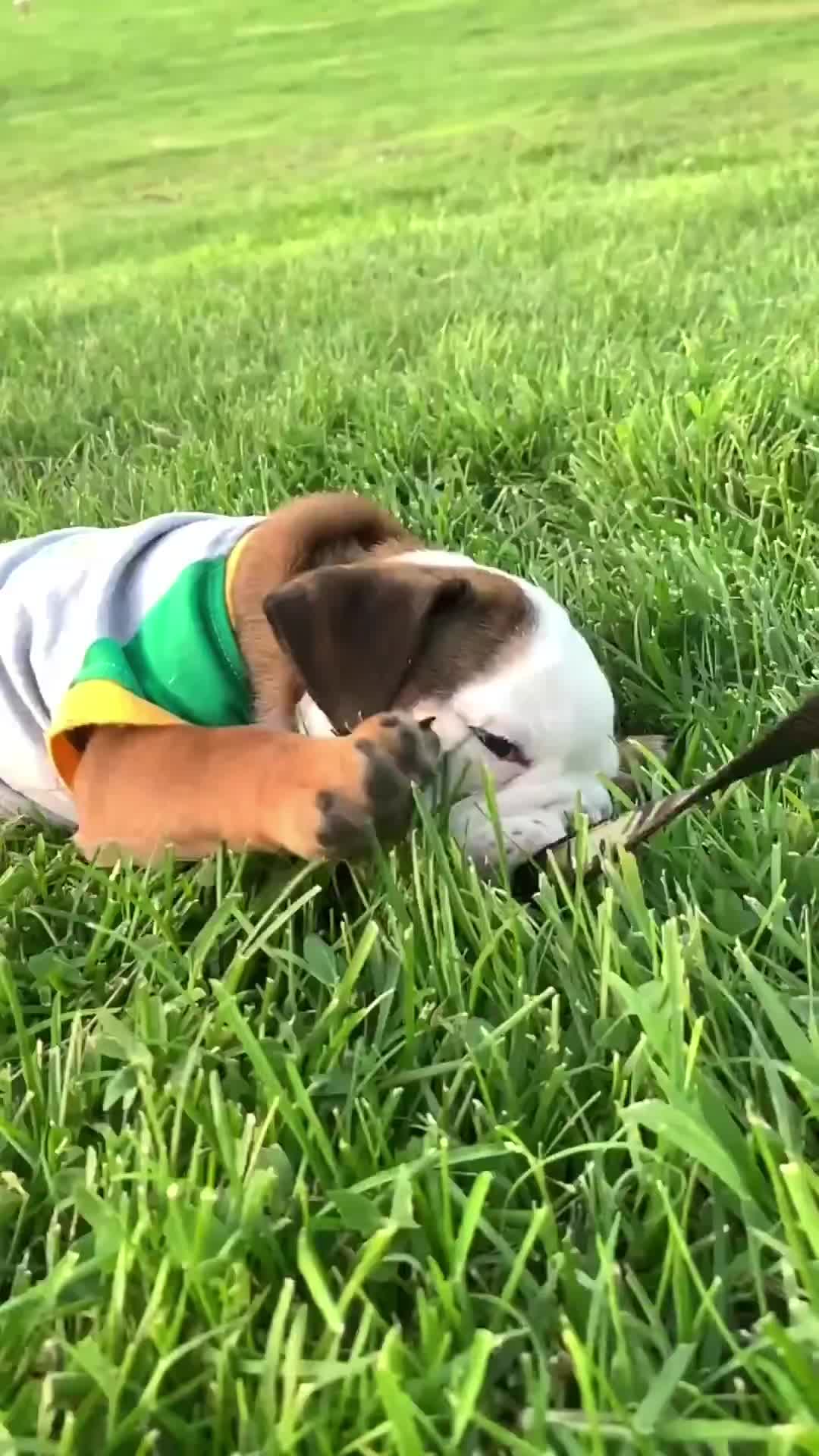 @Taco 🐶🧿