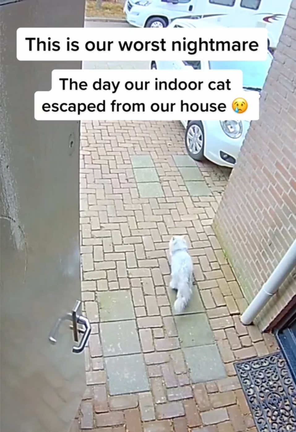 @Dutchkittycat