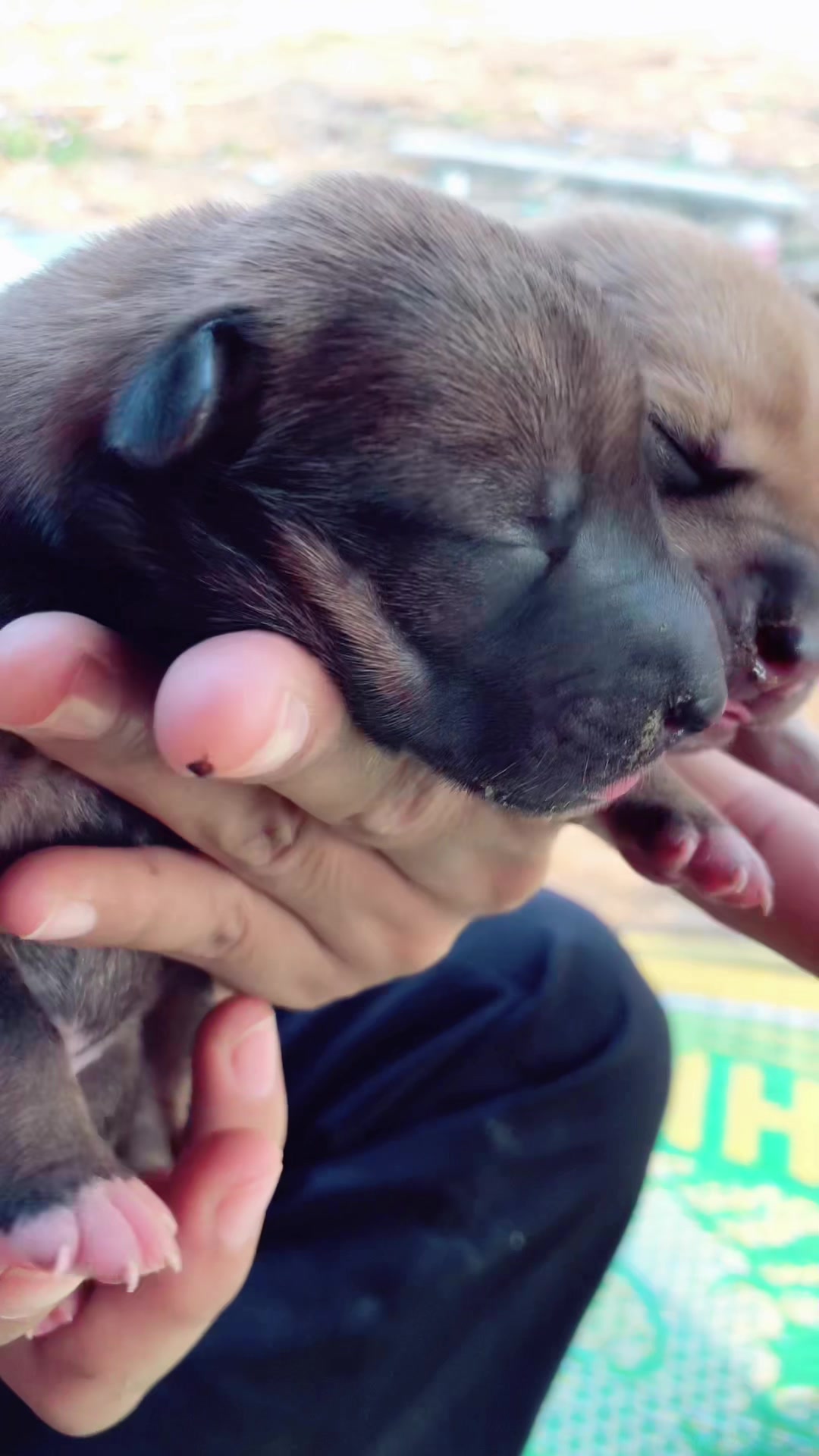 @lice puppy lovers