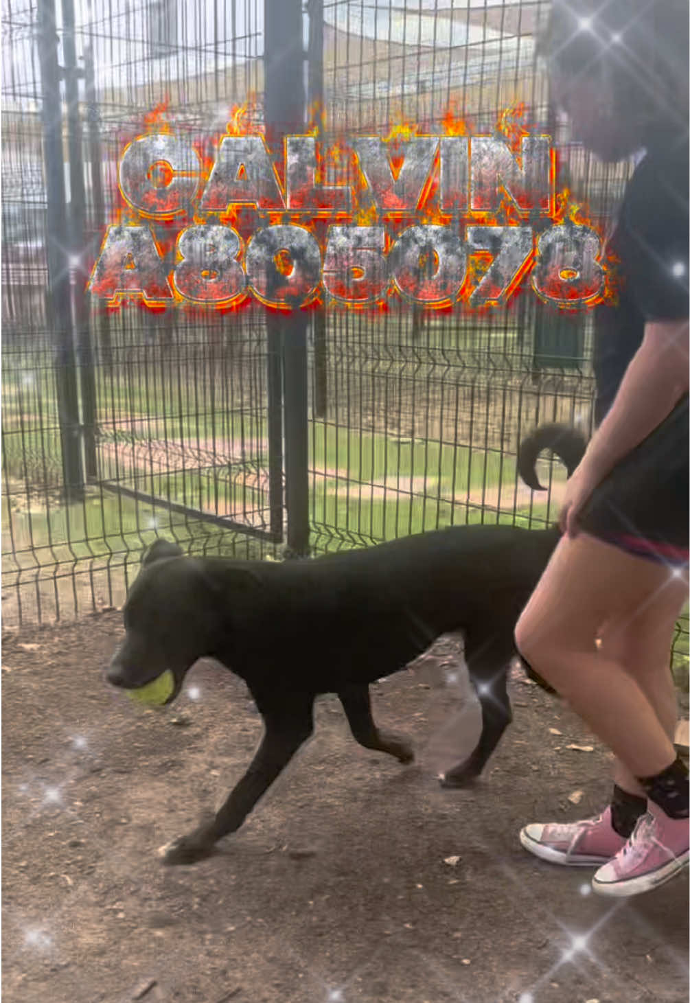 @pawssavingpaws