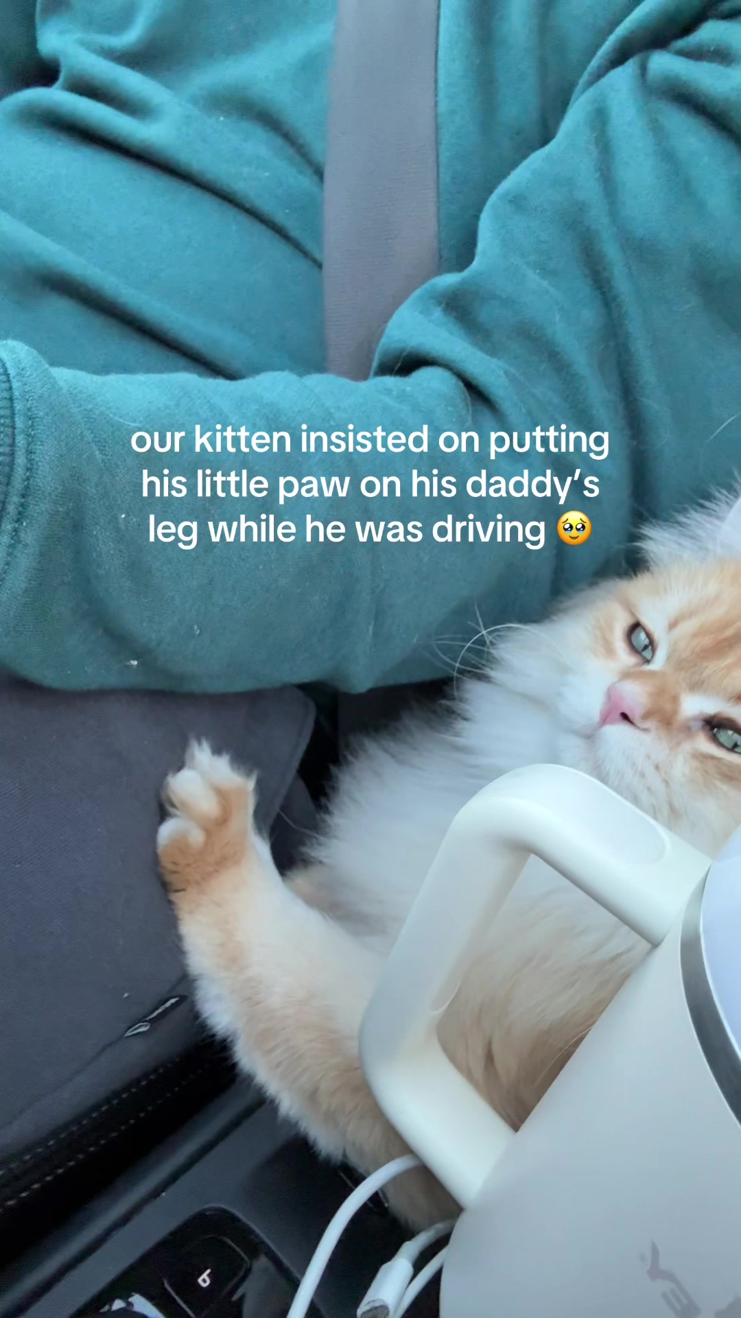 @Cleo the City Kitty
