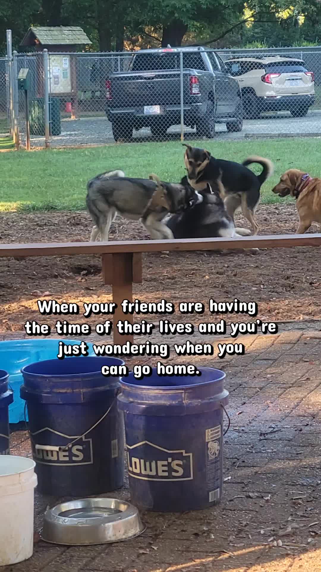 @the Hussey Husky